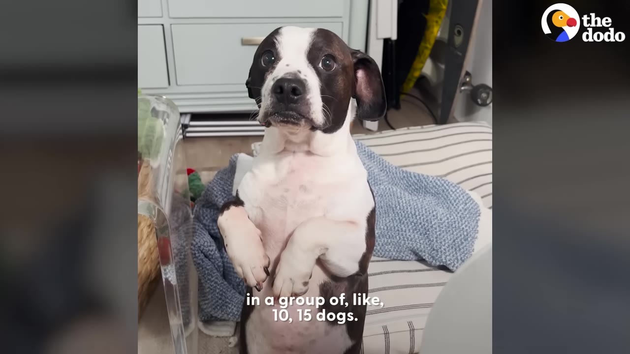 A black and white dog balancing upright on its hind legs in a "sit pretty" position, looking directly at the camera.