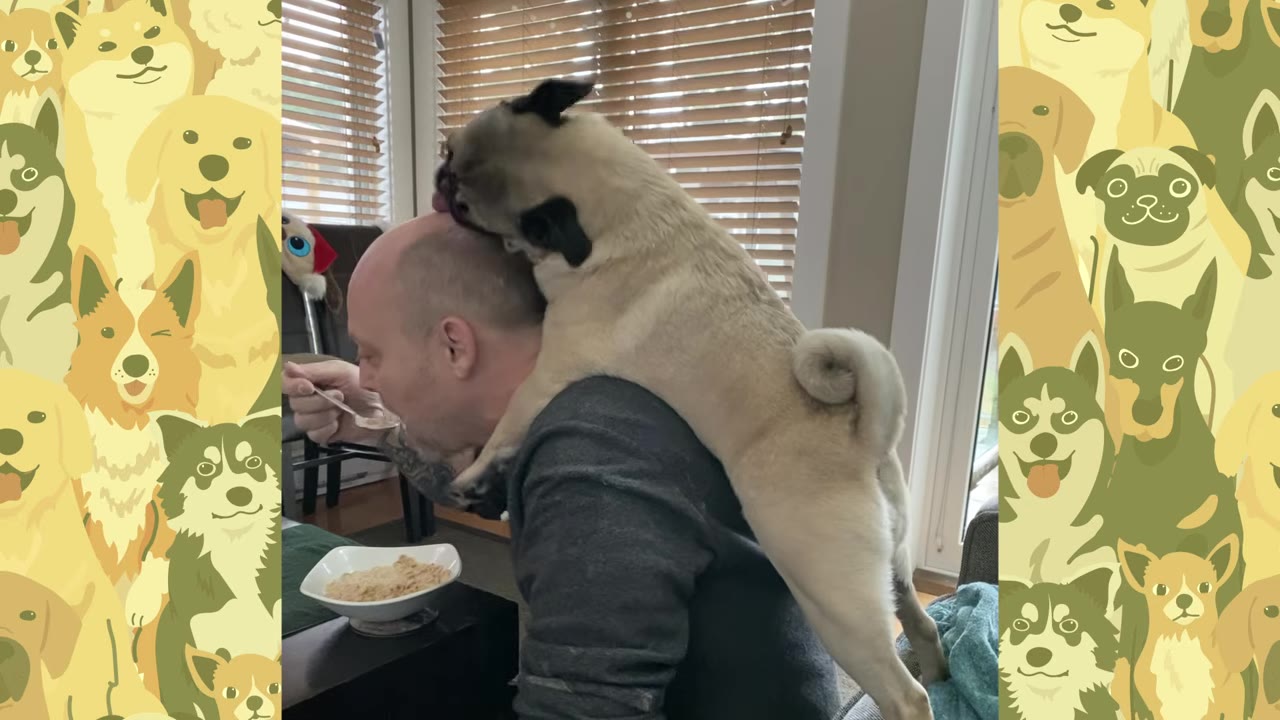A pug stands on a man's back and licks his bald head while he eats a bowl of cereal.
