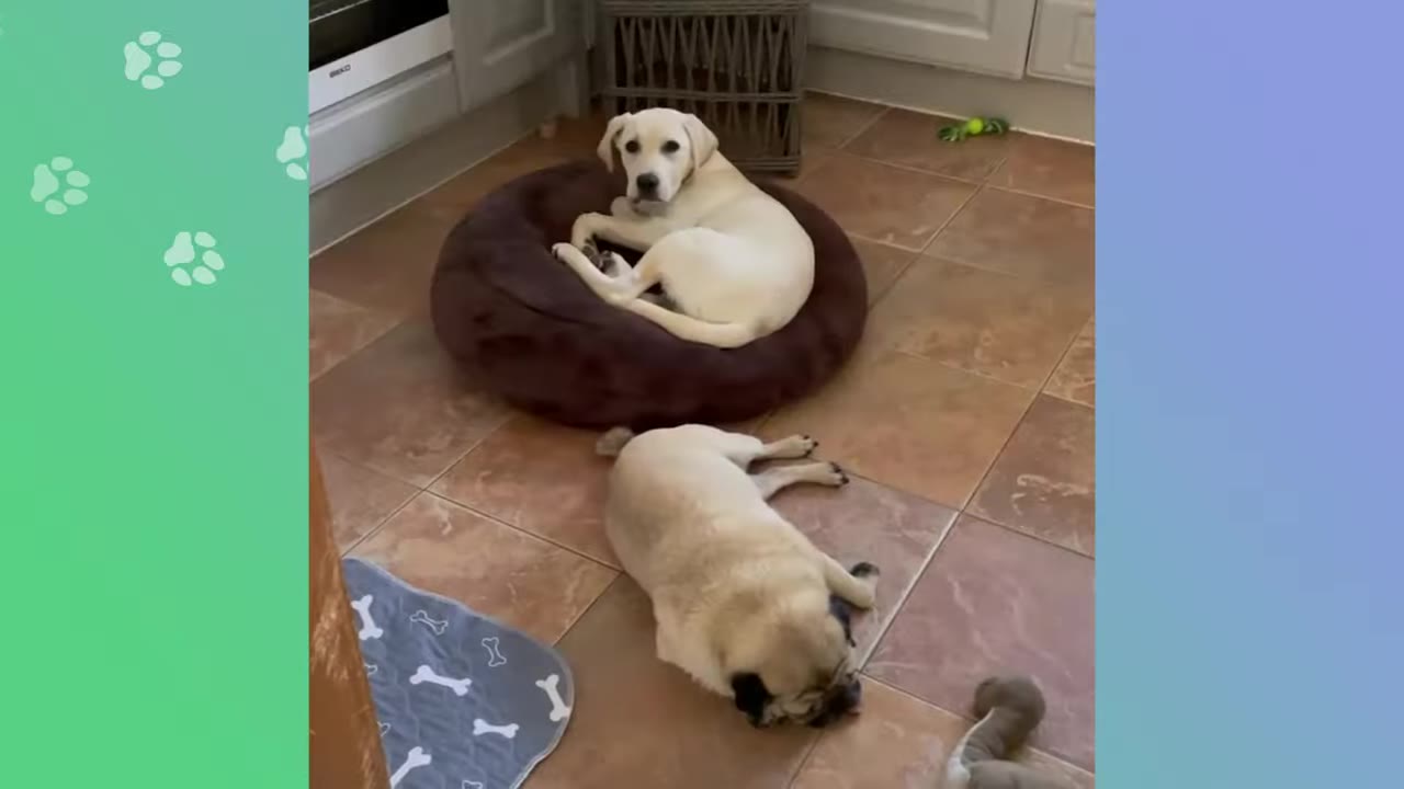 A yellow Labrador puppy sits in a round brown dog bed, looking towards a pug lying on the tiled floor nearby.