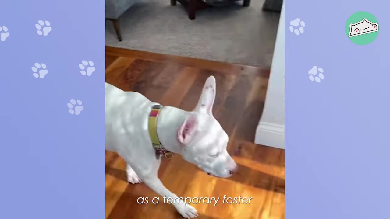 A white dog with large, upright ears and a colorful collar walks across a polished wooden floor.