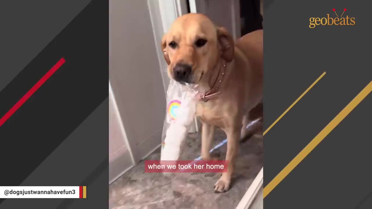 A light brown dog standing indoors, holding a toy wrapped in clear plastic with a rainbow design in its mouth.