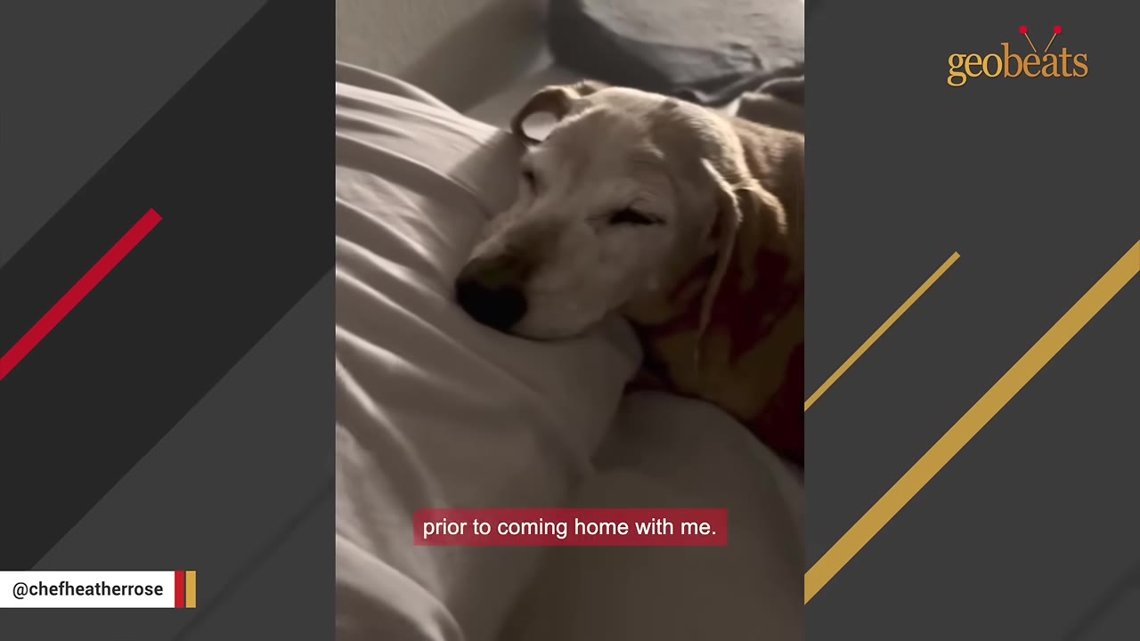 A close-up of an elderly light-colored dog resting its head on a white pillow on a bed.