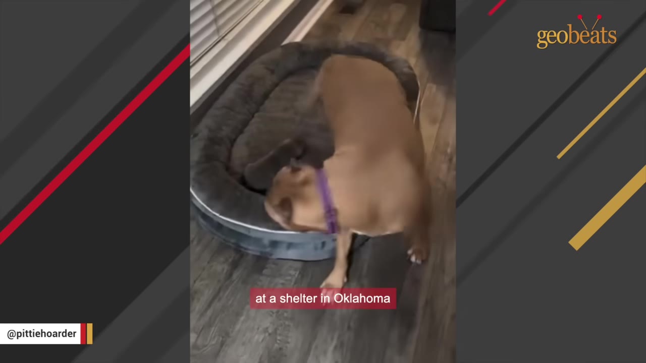 A brown dog wearing a purple collar sniffs a grey dog bed on a wooden floor.