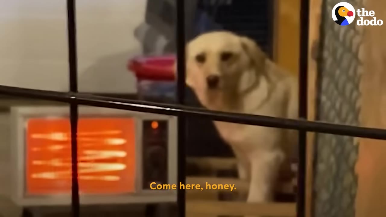 A yellow dog looks hesitantly through the metal bars of an indoor enclosure, with a glowing space heater visible in the background.
