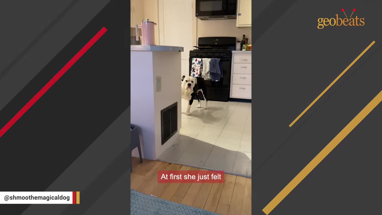 A black and white bulldog stands cautiously in a kitchen, looking towards the camera with a tentative expression.