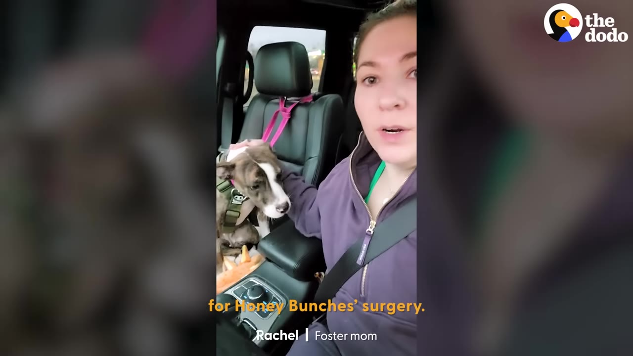 A woman in a purple jacket sits in the driver's seat of a car, looking at the camera, while a brindle and white dog sits in the passenger seat next to her.