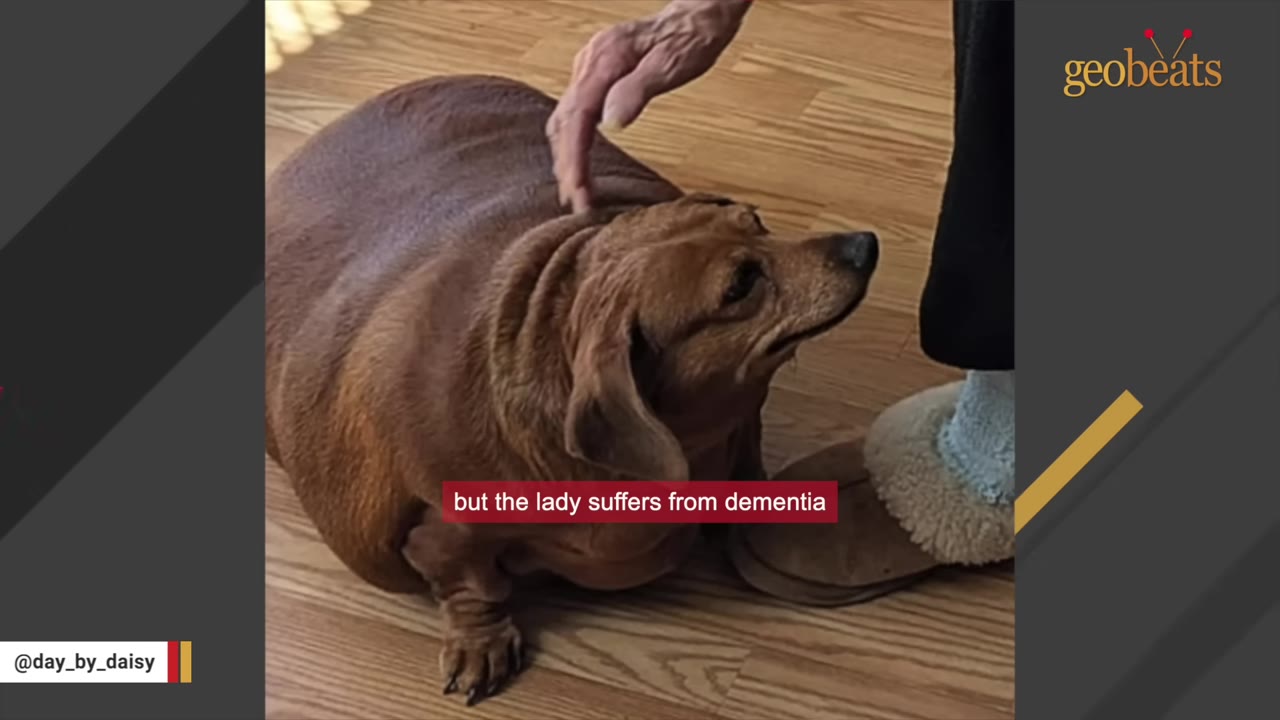An extremely overweight brown dachshund sits on a wooden floor as an elderly person's hand gently pets its back.