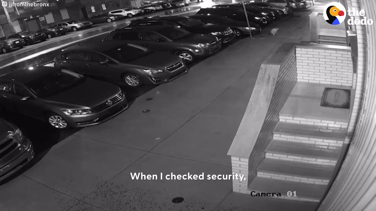 A black-and-white security camera view of a city street at night with parked cars and a set of brick steps leading to an entrance.