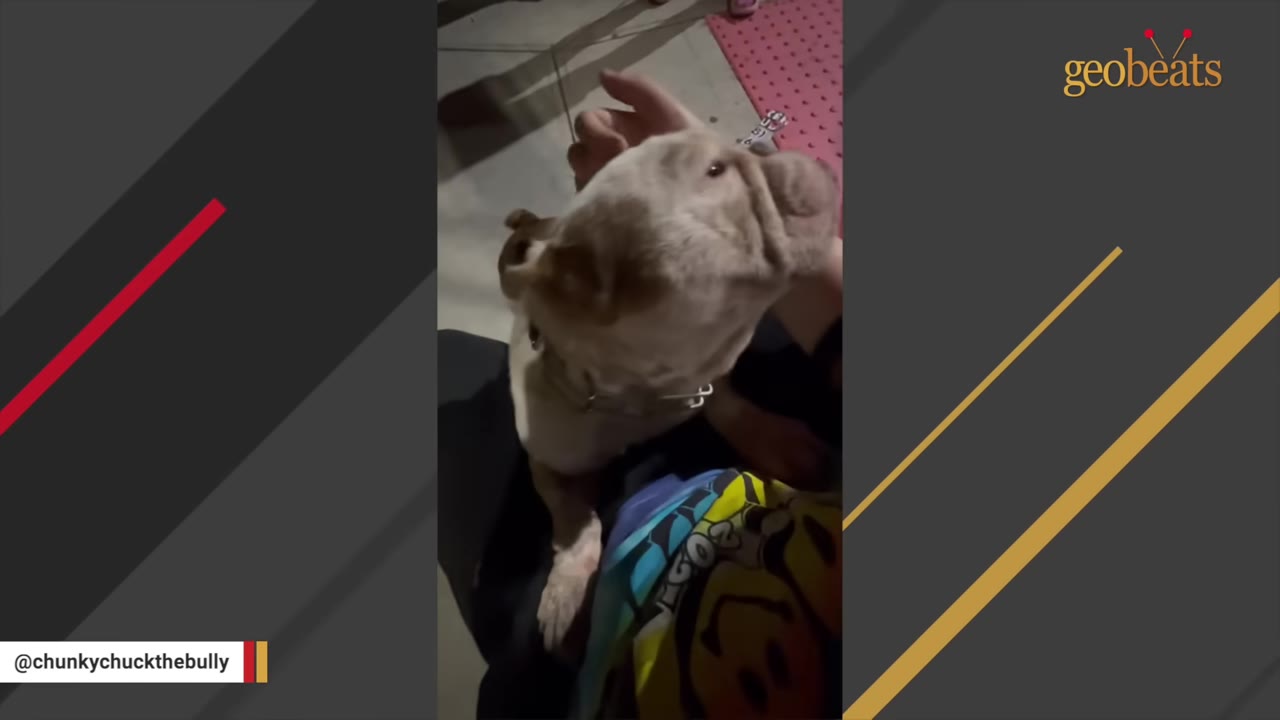 A person gently pets a light-colored bulldog mix on the head as the dog leans in for affection.