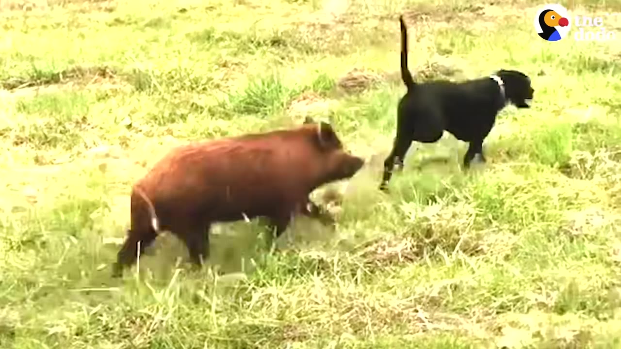 A brown pig and a black dog run together through a grassy field.