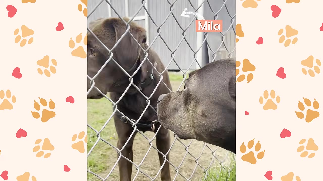 A close-up of two dogs sniffing each other through a chain-link fence.