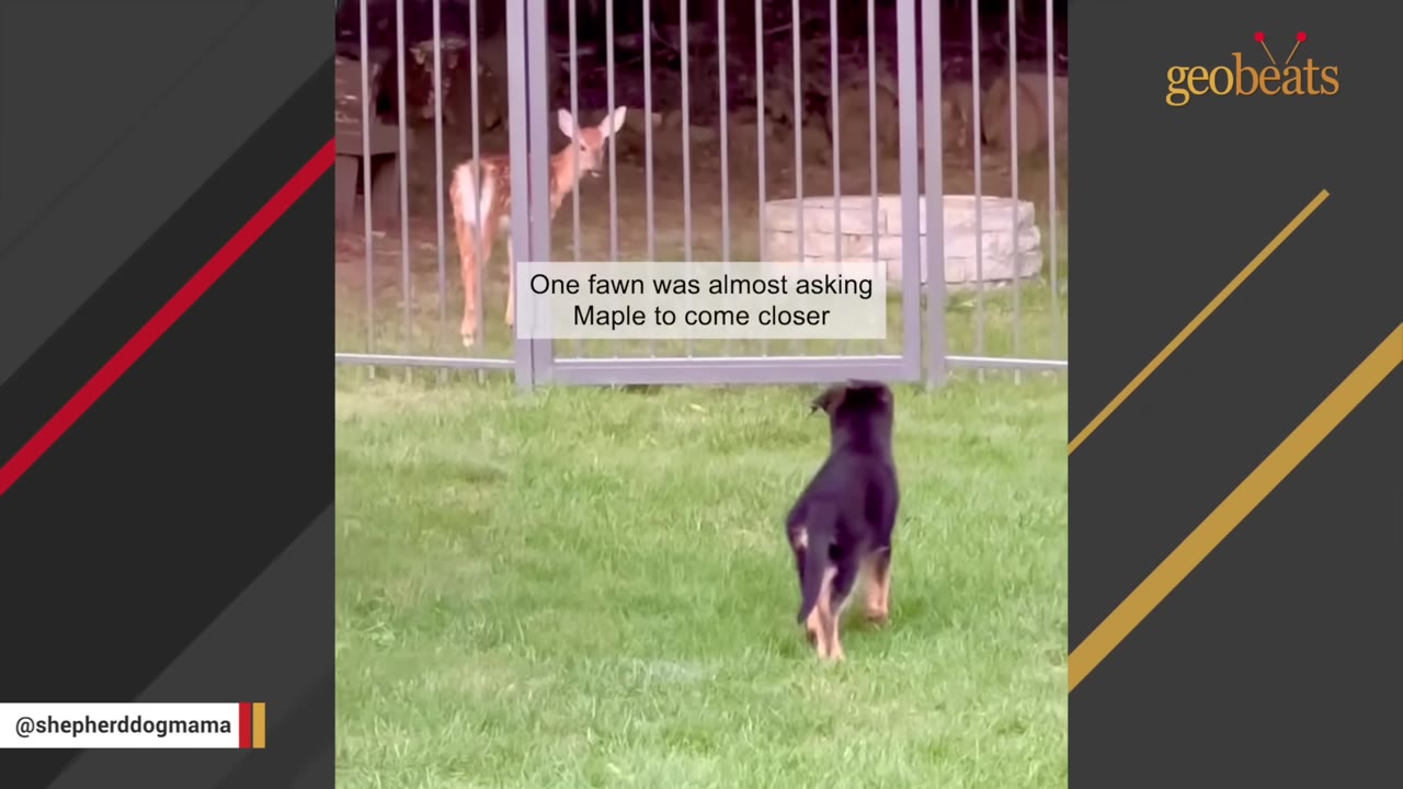 A young fawn stands behind a metal fence, looking intently at a small black and tan puppy standing on the green grass on the other side.