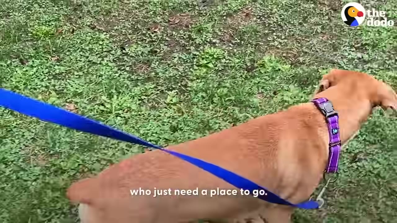 A tan dog wearing a purple collar is walked on a blue leash across a grassy area.