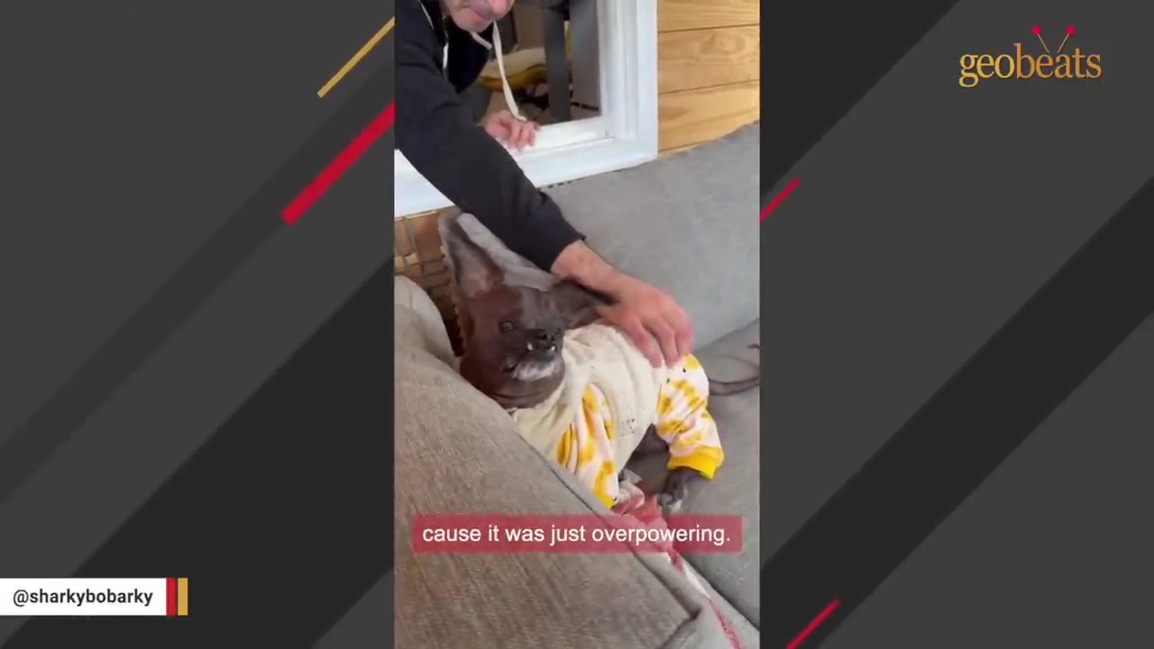 A small brown dog wearing a yellow and white sweater lies on a gray couch while a man reaches out to pet him.