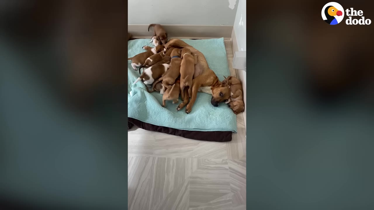 A brown mother dog lies on a light blue blanket, surrounded and covered by a large litter of nursing puppies.