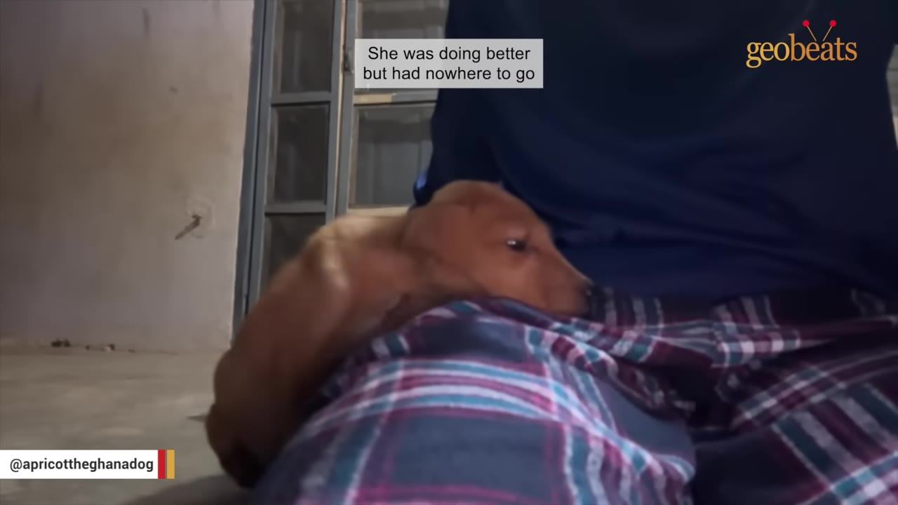 A small brown puppy resting its head on the lap of a person wearing plaid pajama pants.