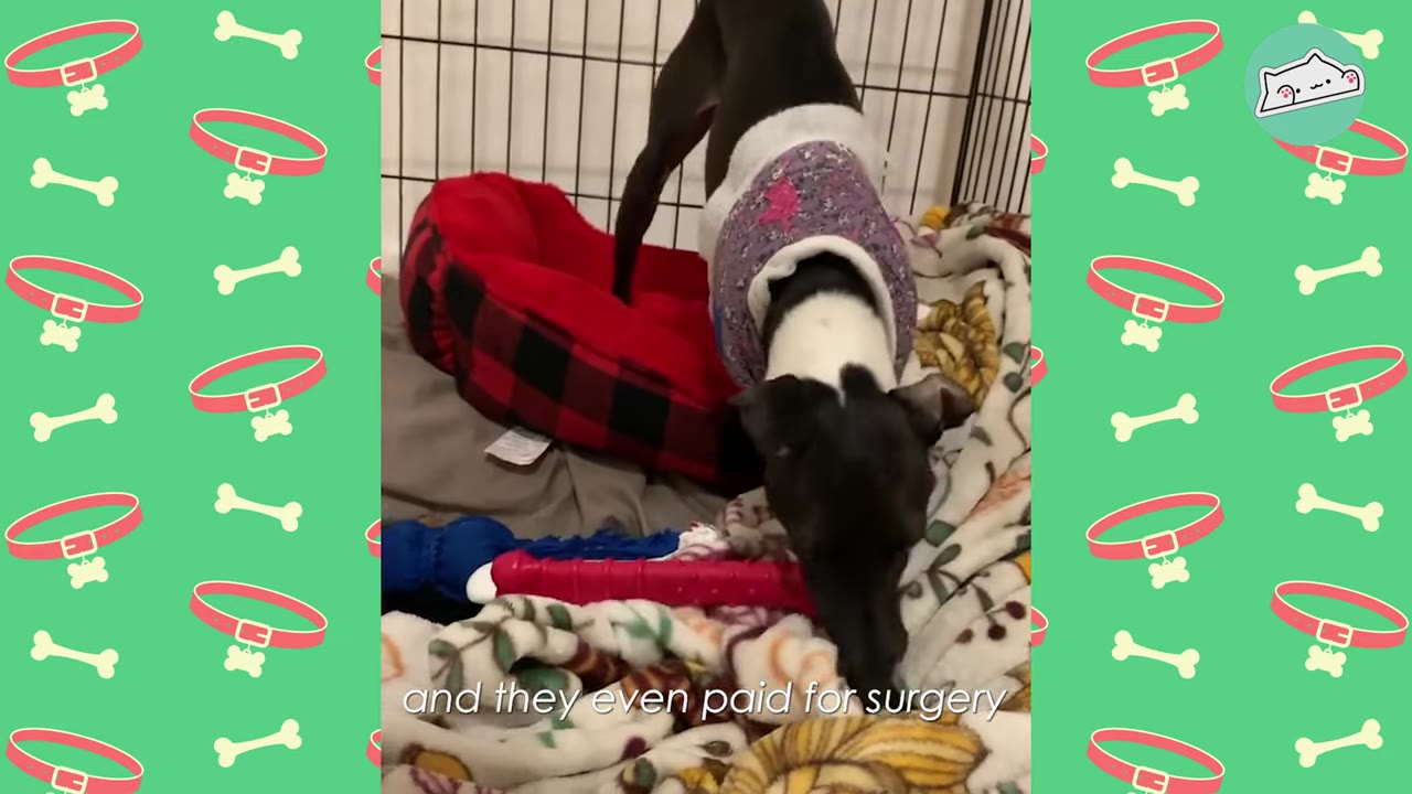 A black and white dog wearing a patterned vest stands inside a wire crate filled with blankets and a red dog bed.
