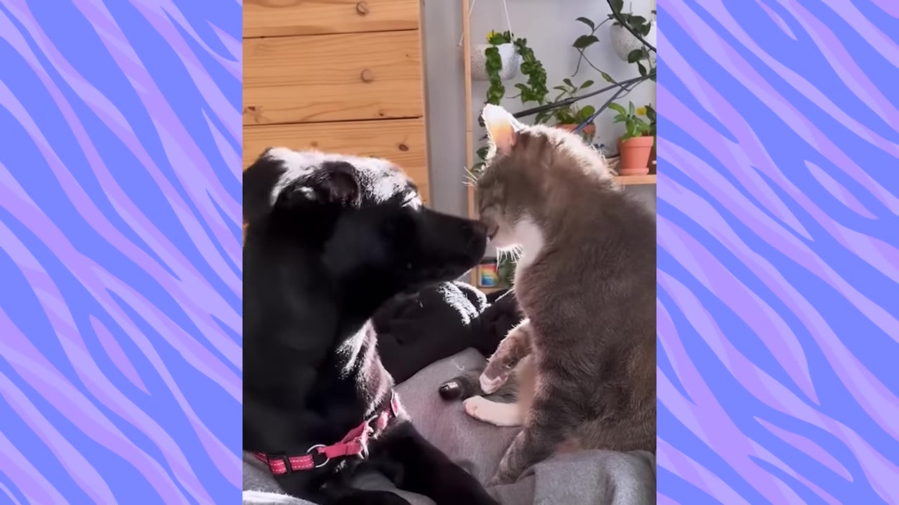 A black dog with a pink collar and a grey and white cat sit close together, gently touching their noses.