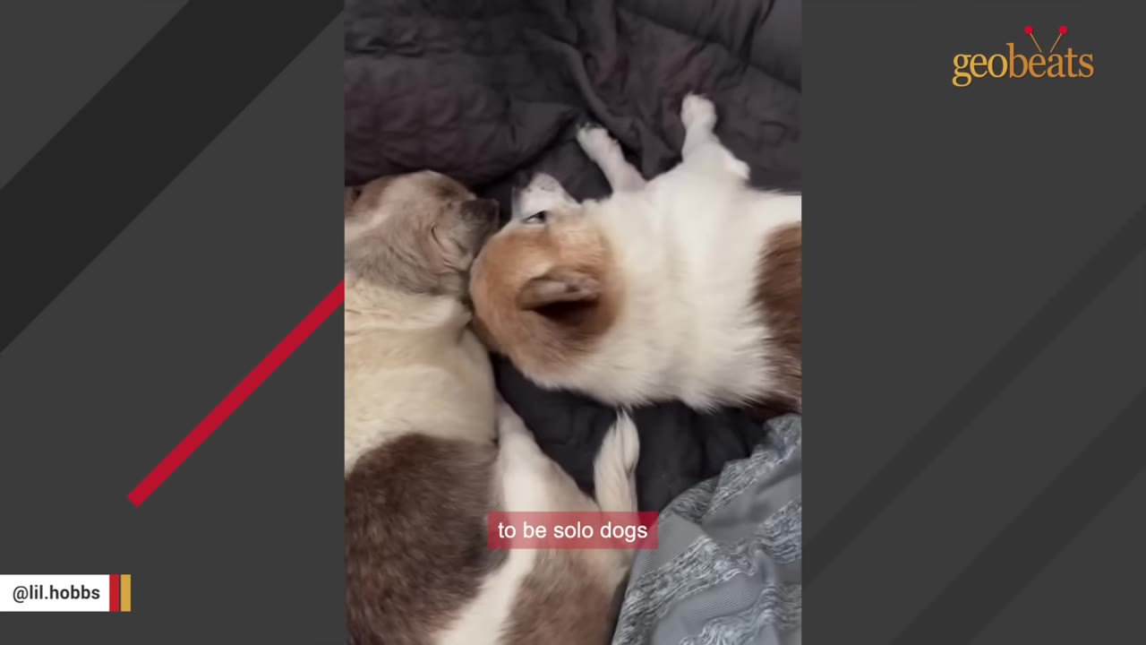 Two small, fluffy dogs lying close together on a dark blanket, with one resting its head near the other.