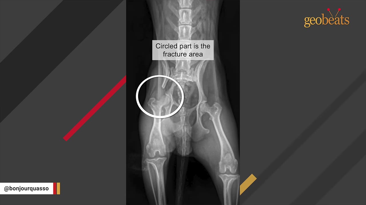An X-ray of an animal's hind legs and pelvis, with a white circle highlighting a fracture in the hip joint area and text reading 'Circled part is the fracture area'.