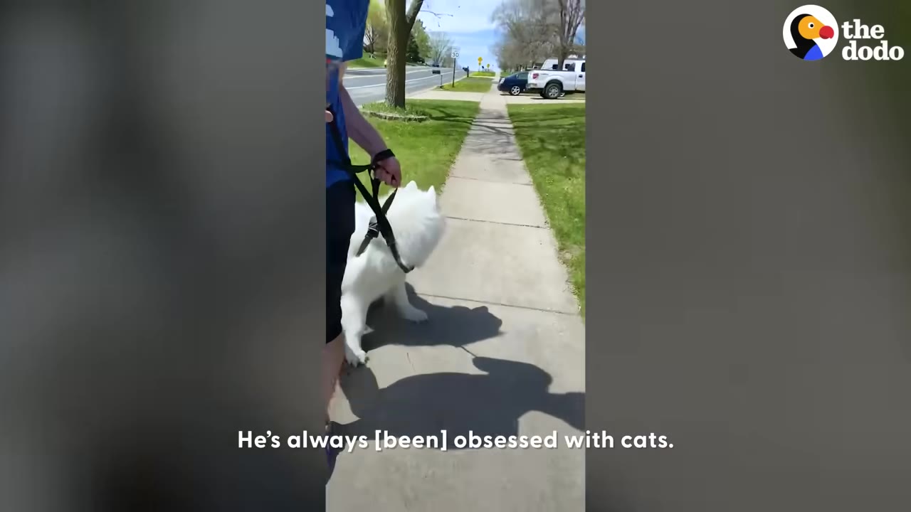 A fluffy white Samoyed dog on a leash being walked on a sidewalk next to a grassy lawn.