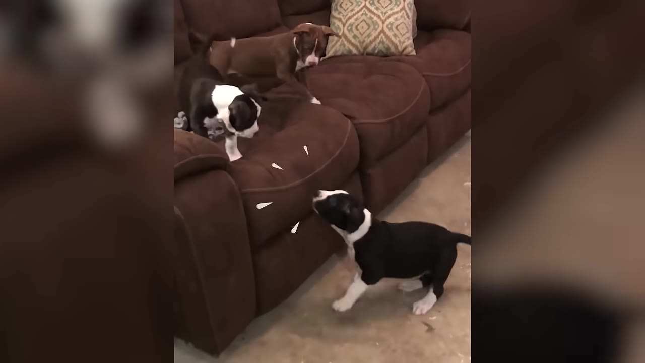 Three small puppies playing together on and around a brown leather couch.