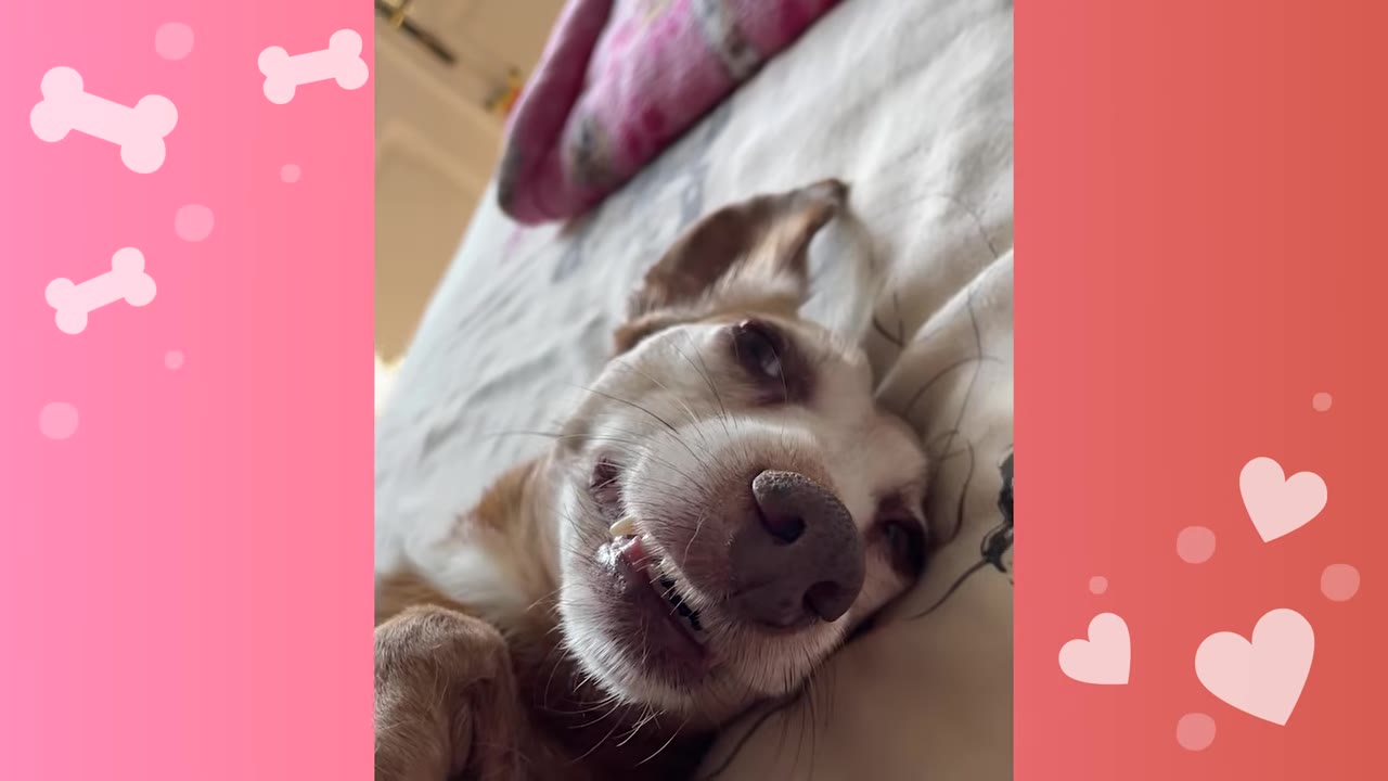 A close-up of a light brown dog lying on its back on a bed, looking up with an alert expression.