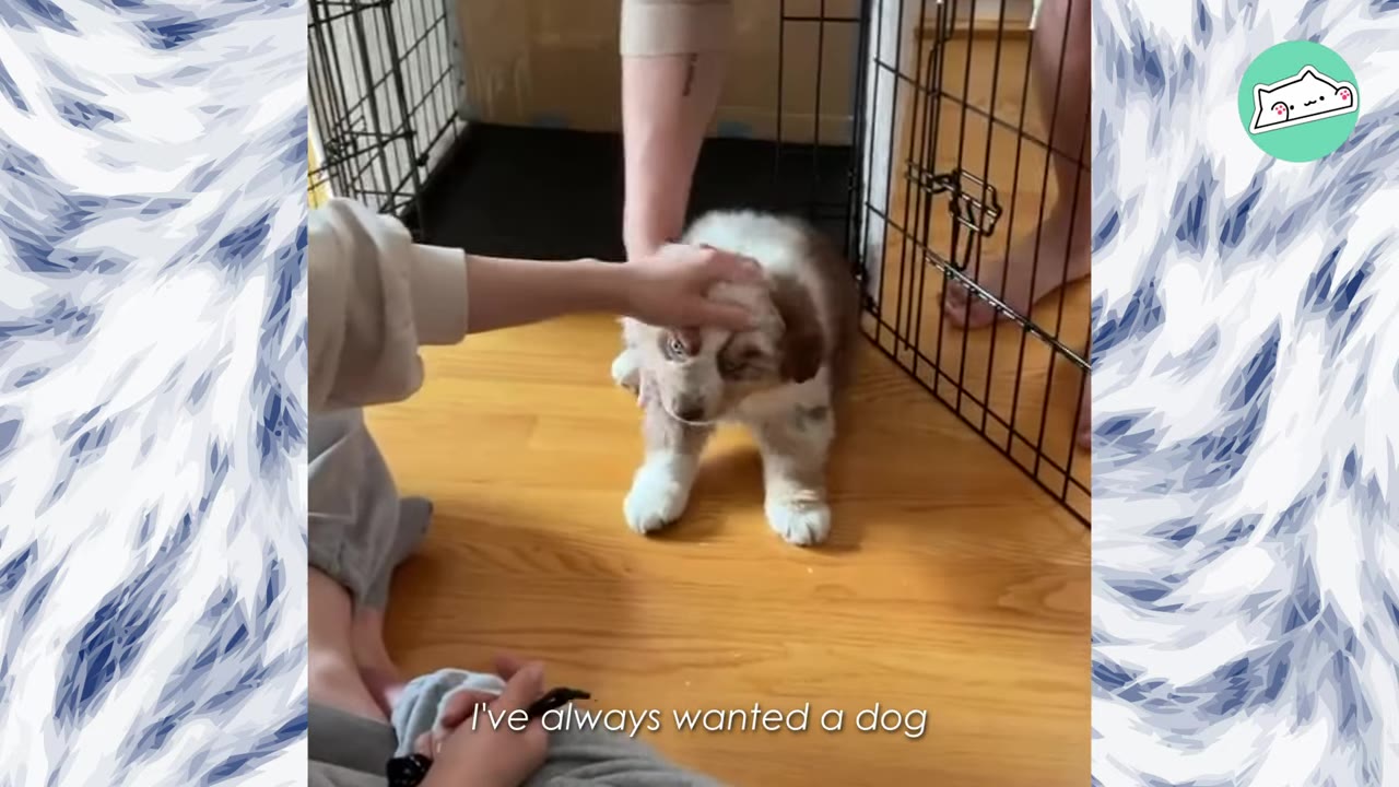 A small brown and white puppy stands on a wooden floor next to a wire crate while a person gently pets its head.