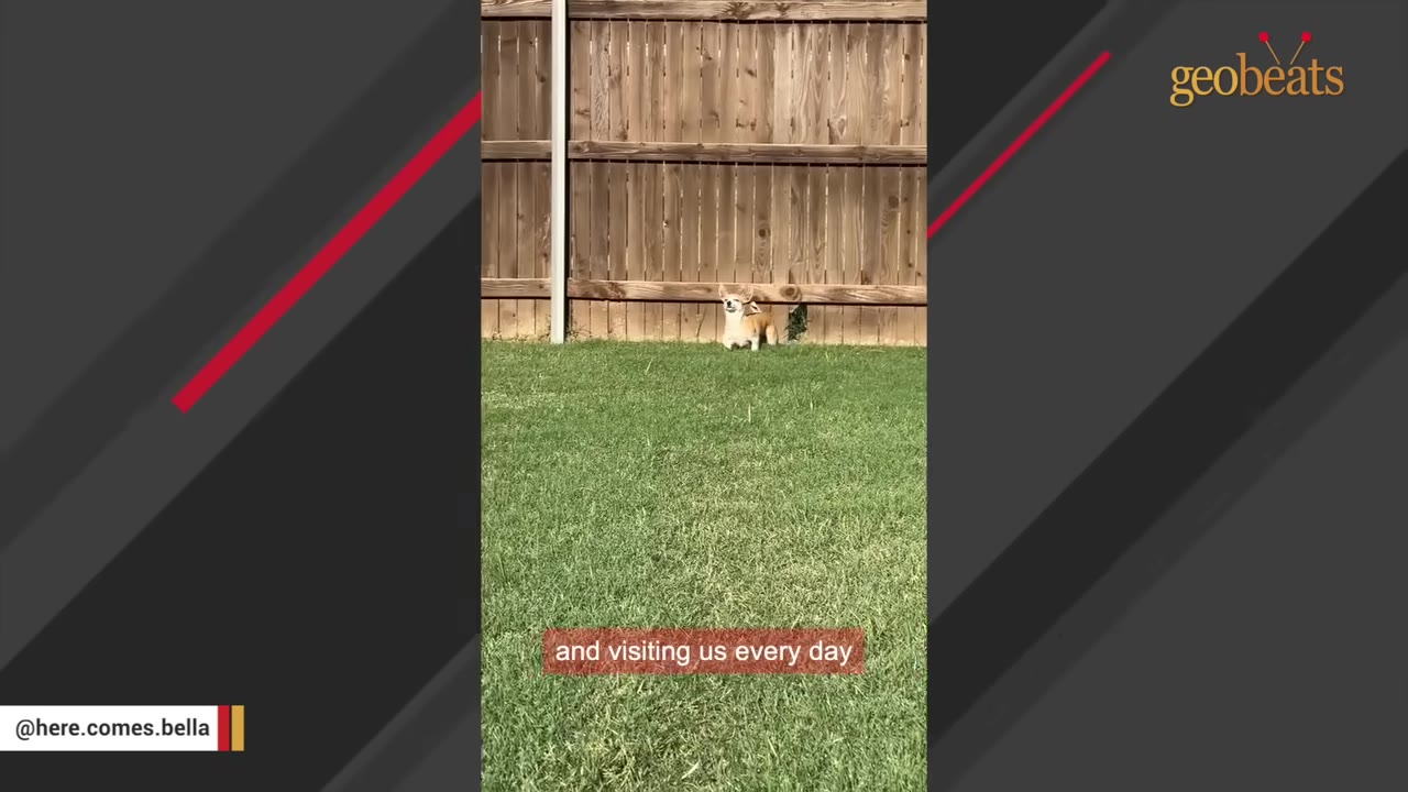A small tan and white dog sitting on a green lawn in front of a wooden fence, having just crawled through a gap under the fence.
