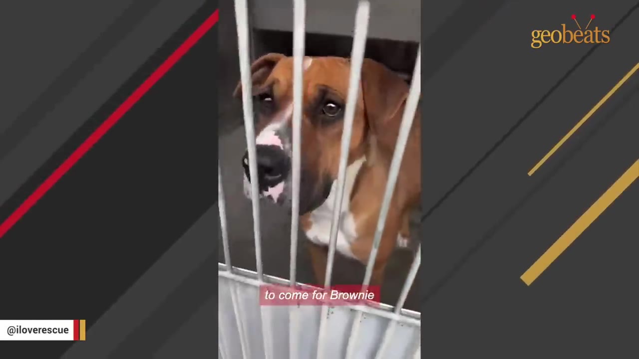 A brown and white dog with sad eyes looks out from behind the metal bars of a shelter kennel.
