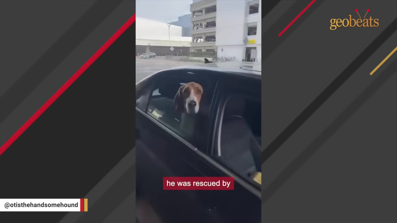 A brown and white coonhound looks out of the open window of a black car, with a caption reading 'he was rescued by'.