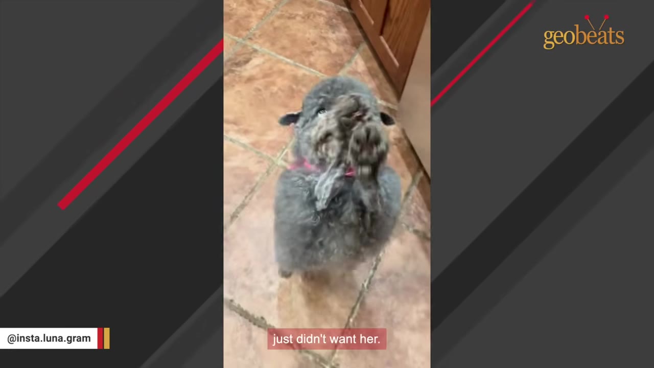 A small, fluffy grey dog sitting on its hind legs on a tiled floor, looking up with its front paws raised.