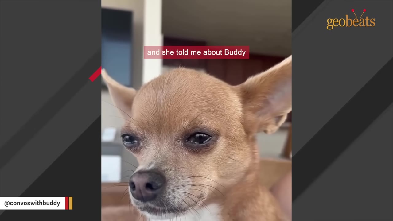 A close-up shot of a tan Chihuahua looking slightly to the side, with a text overlay that reads 'and she told me about Buddy'.