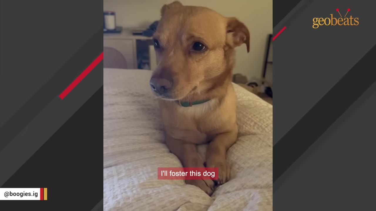 A small, light brown dog with floppy ears lies on a white bed, looking off-camera with a green collar around its neck.