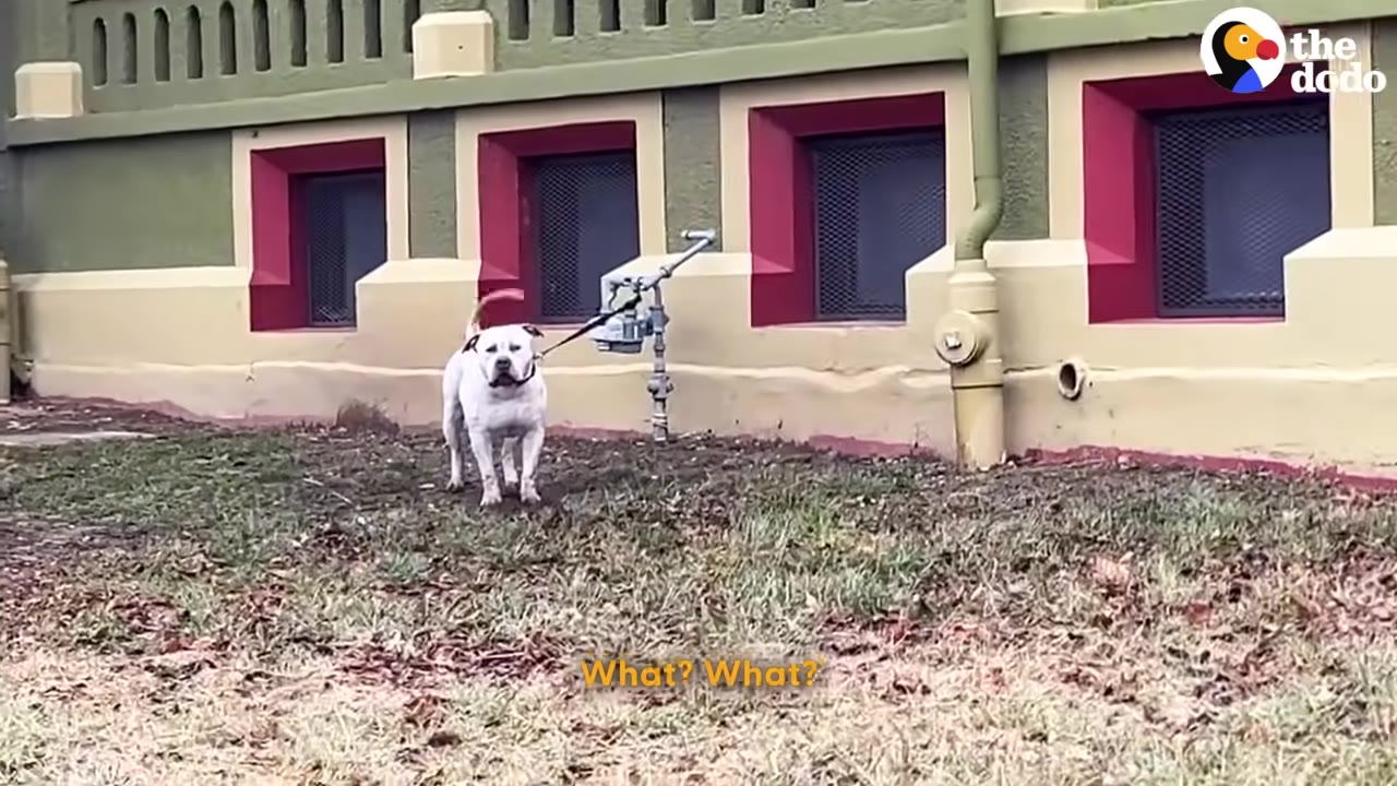 A large white dog stands tied to a pipe outside a green and red building, looking forward with a bewildered expression.