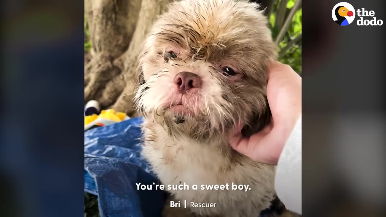 A close-up of a small, scruffy, light-colored dog with a sad expression being gently petted on the side of his face by a person's hand.