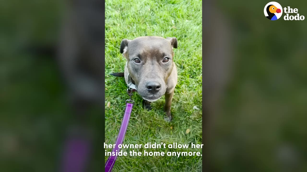 A brown pit bull-type dog stands on green grass looking up at the camera with a sad expression, wearing a purple leash, with text overlay reading 'her owner didn't allow her inside the home anymore.'