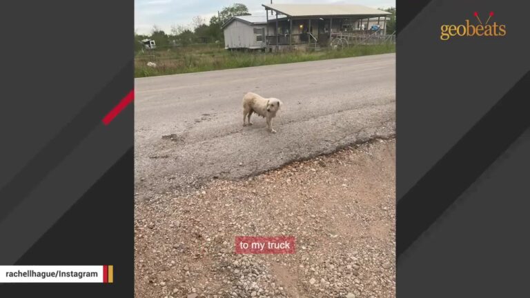 Texas Rescue Volunteer Was Looking For One Dog But Found Another Who Was Hiding A Big Secret