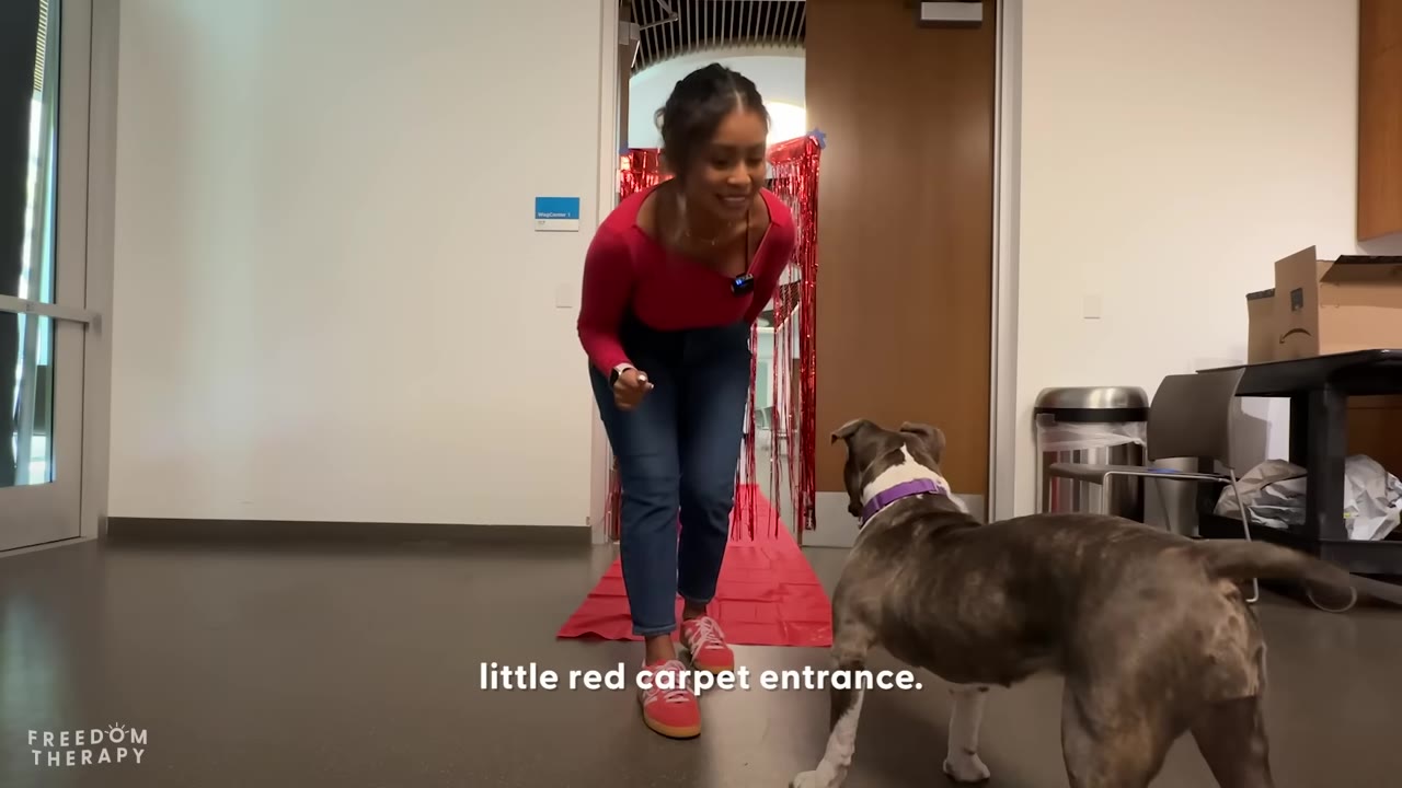 A brindle pit bull walks on a red carpet towards a smiling woman wearing a pink long-sleeve shirt and blue jeans.