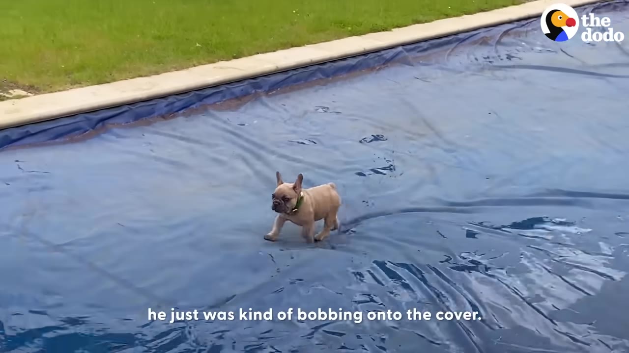 A small French bulldog puppy walks across a blue pool cover.