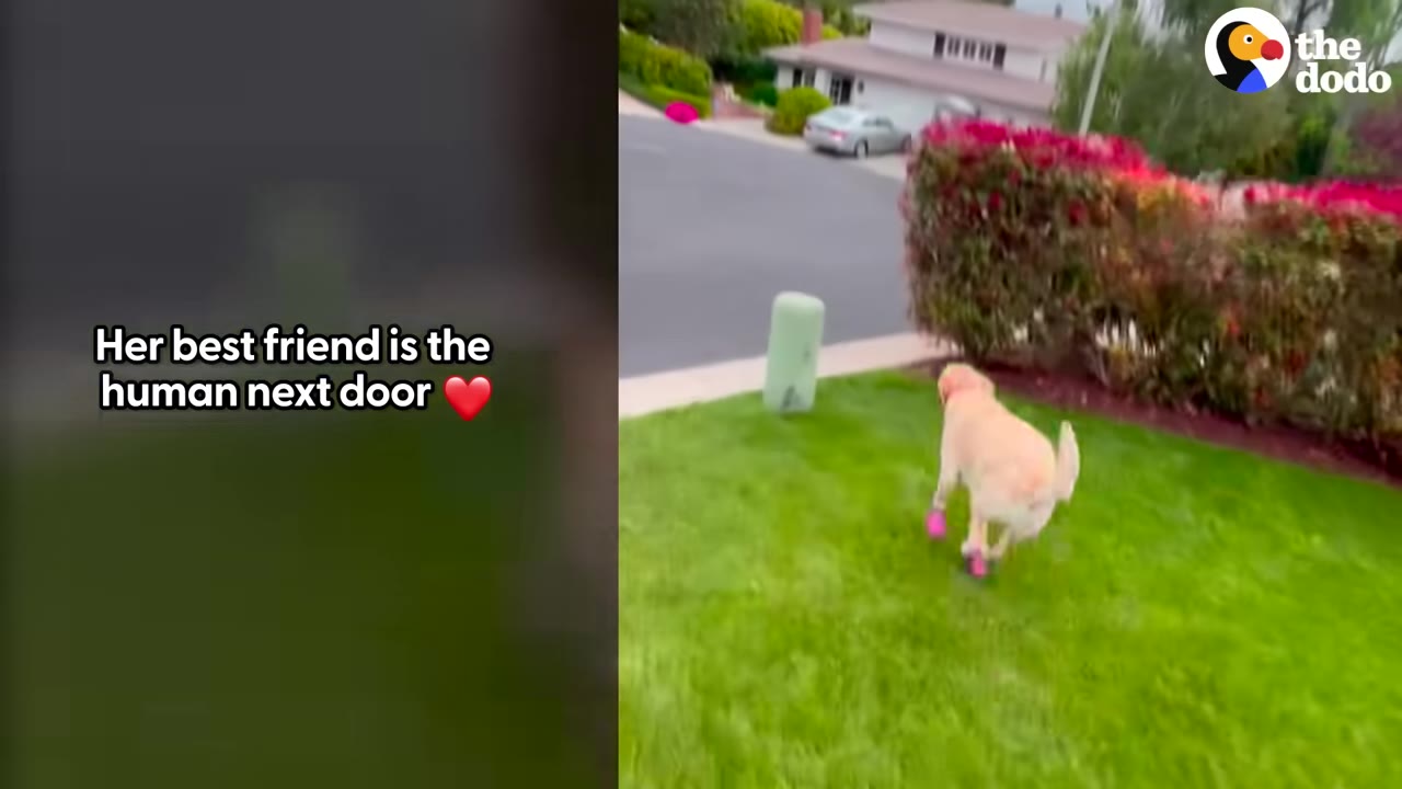 A yellow Labrador retriever wearing pink booties runs across a green lawn next to a hedge.