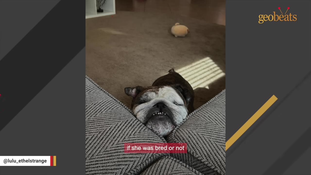 A brown and white bulldog rests its chin between two grey sofa cushions, looking directly at the camera with its eyes closed.