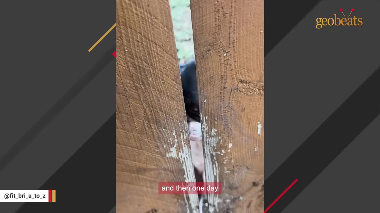 A close-up shot of a dog peeking through a narrow gap between two wooden fence planks.