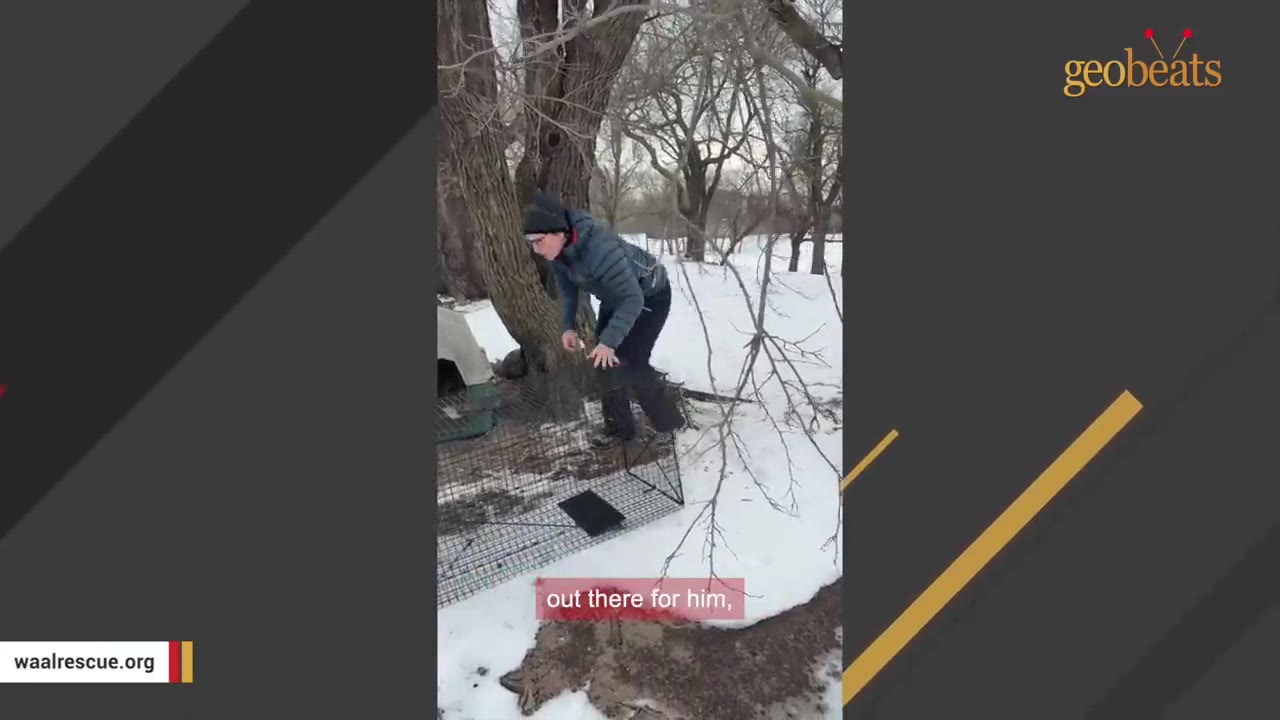 A woman in a winter jacket and beanie sets up a wire animal trap in the snow near a large tree.