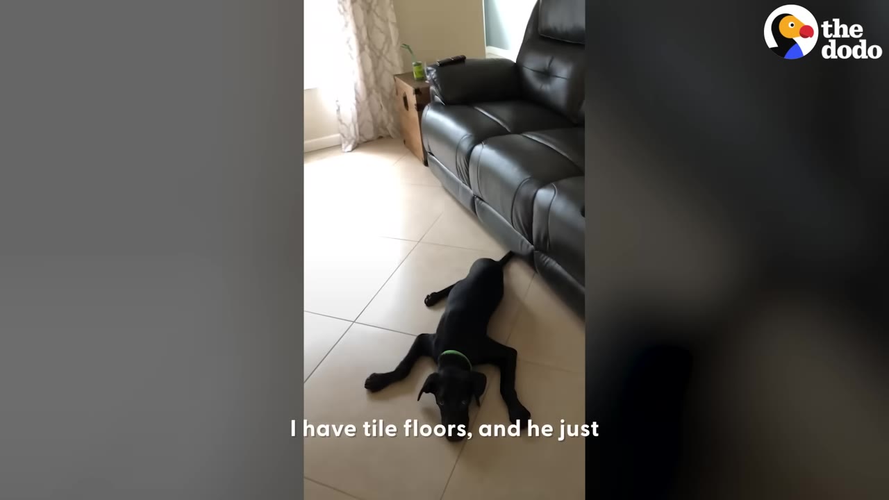 A black dog lying flat on a light-colored tile floor next to a dark leather sofa.
