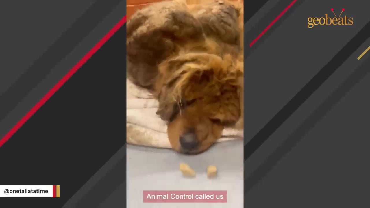 A heavily matted brown dog lies on a blanket on the floor at an animal control facility.