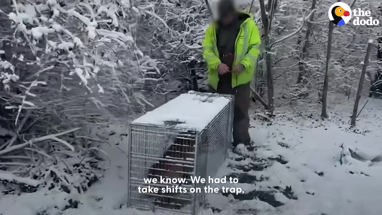 A person in a bright yellow jacket stands in a snowy forest next to a large wire cage trap containing a brown dog.