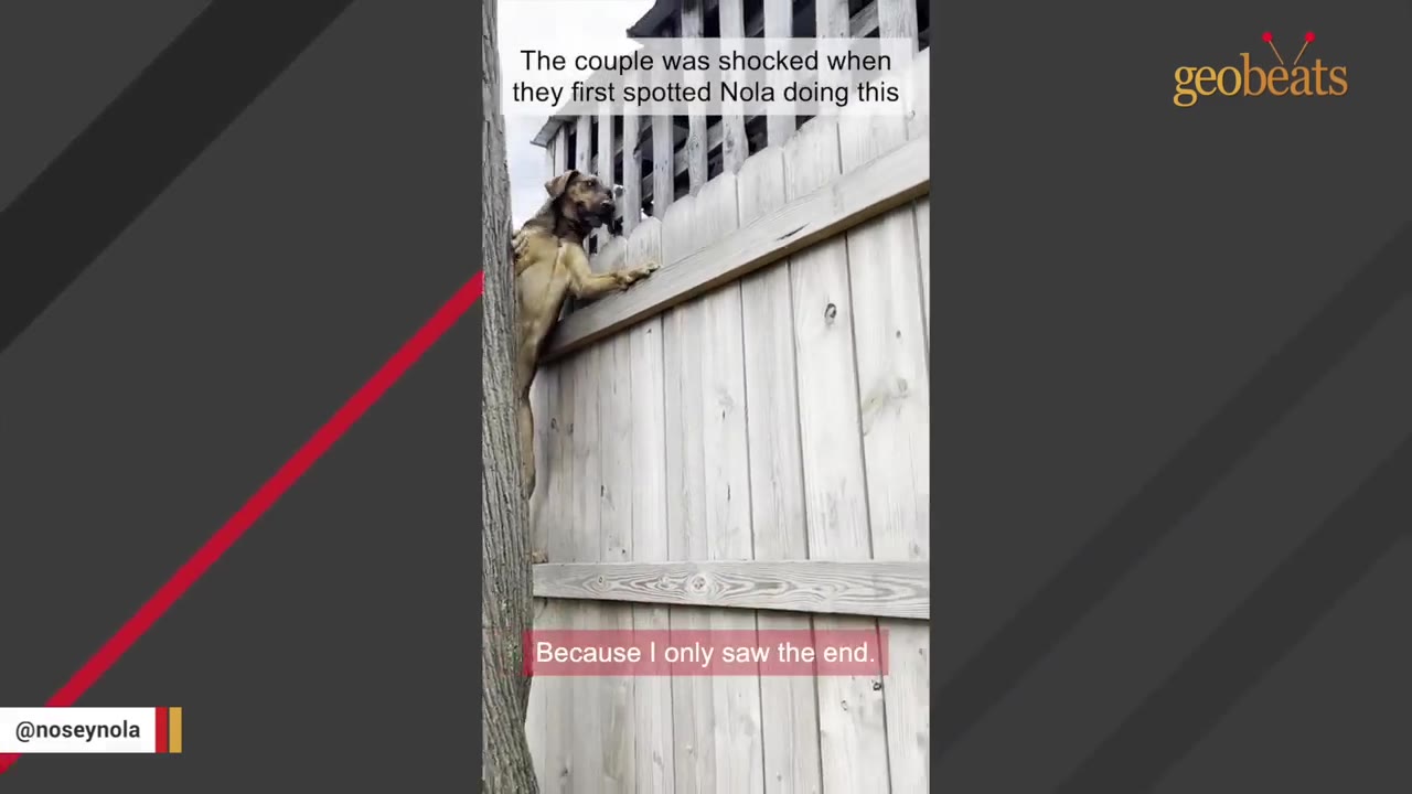 A tan dog climbing a tall wooden fence next to a tree trunk in a backyard.