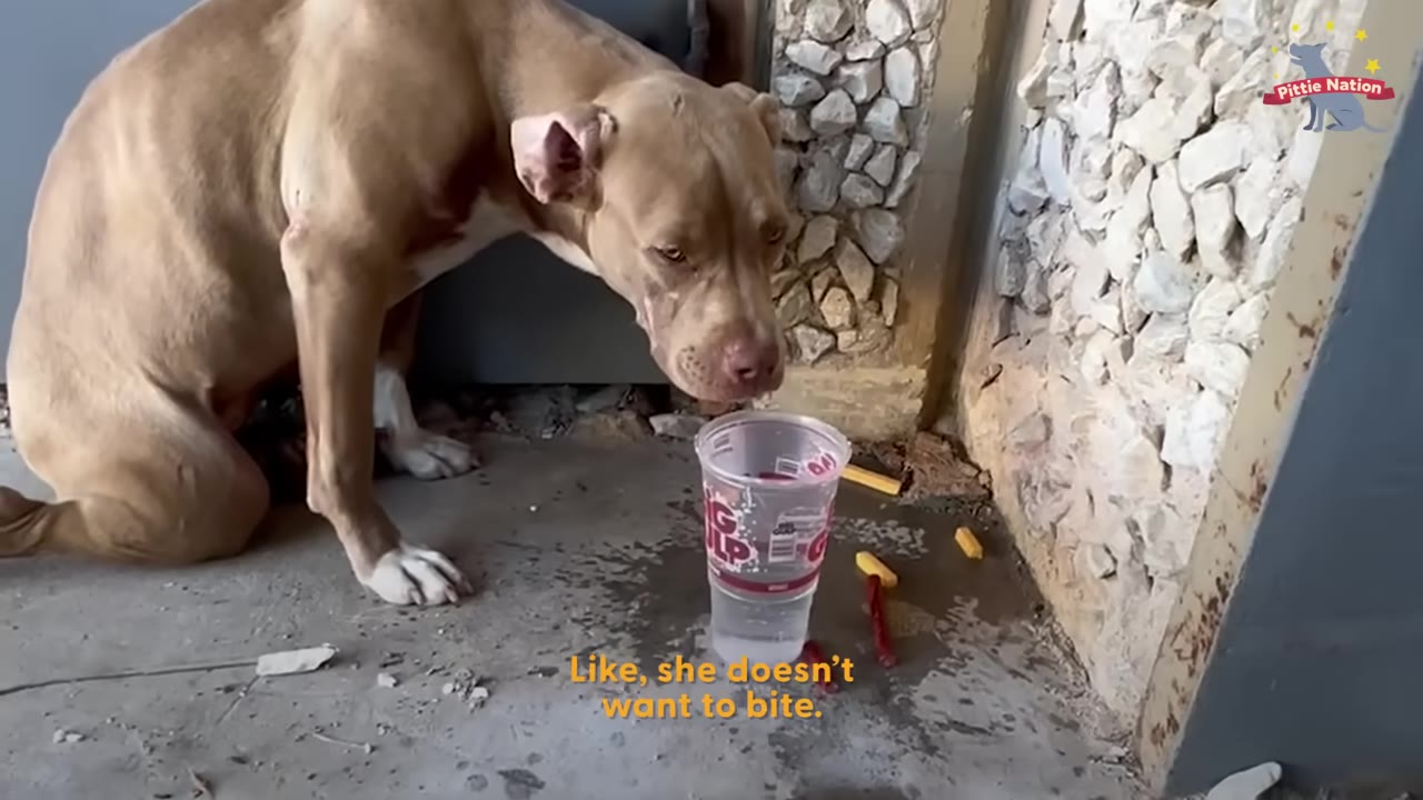 A tan pit bull-type dog stands cautiously on a concrete surface next to a plastic cup of water and pieces of cheese on the ground.