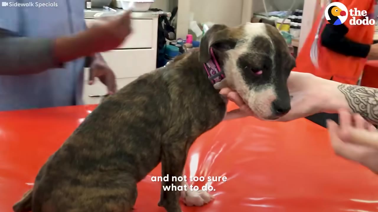 A small brindle puppy with a pink collar sits on an orange examination table at a veterinary clinic while a person gently holds her chin.